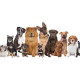 Dogs