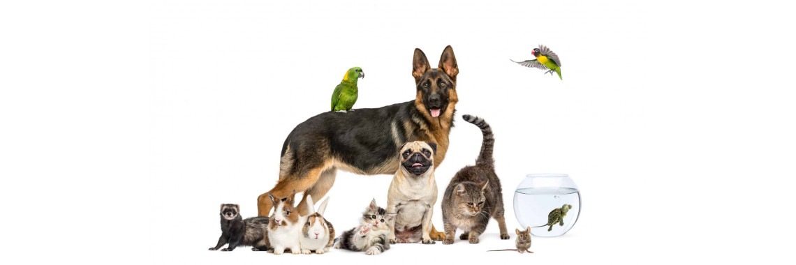 Pets