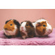 Rodents