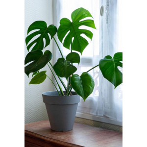“Tropical Beauty” Monstera