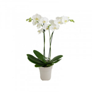 White Beauty Orchid