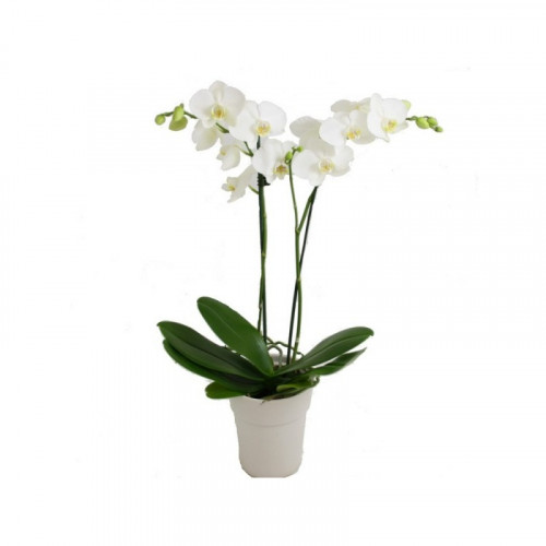 White Beauty Orchid