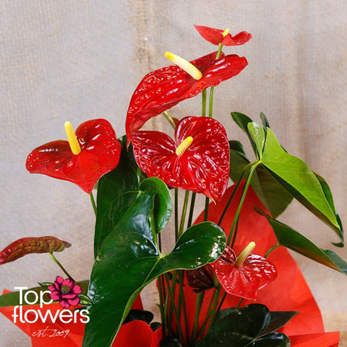 “Red Heart” Anthurium