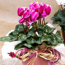 Pink Tenderness Cyclamen