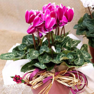Pink Tenderness Cyclamen