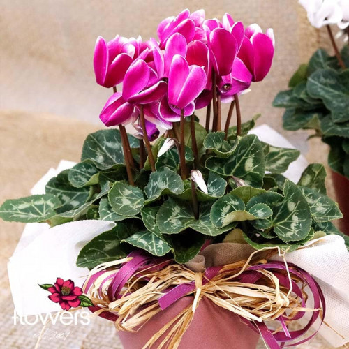 Pink Tenderness Cyclamen